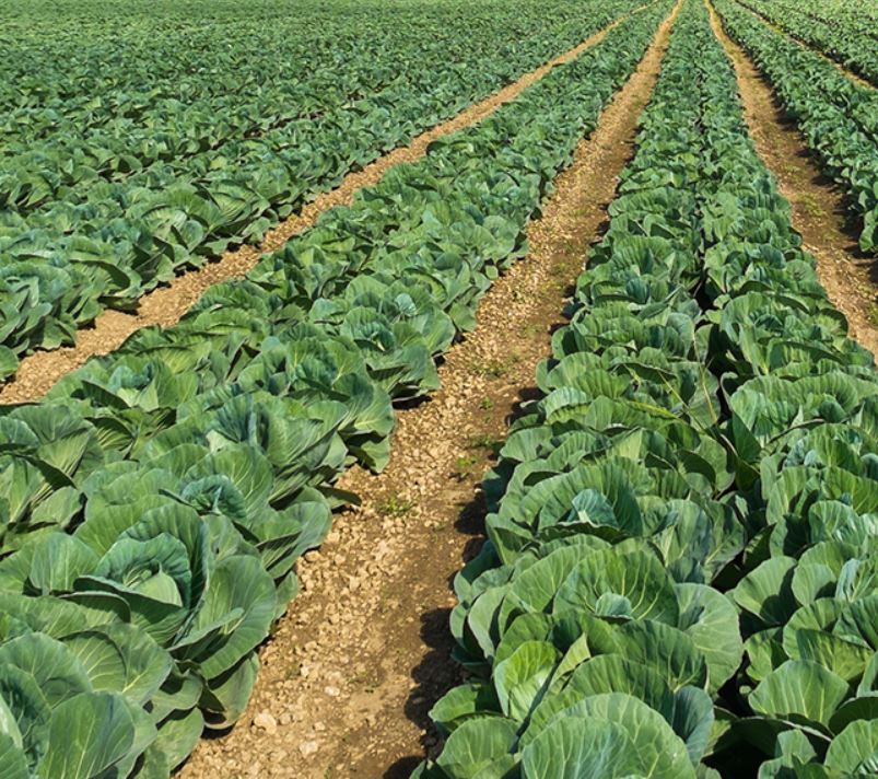 Engrais pour Chou et Culture de Chou Haifa Group